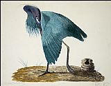 John James Audubon Famous Paintings - Little Blue Heron i
